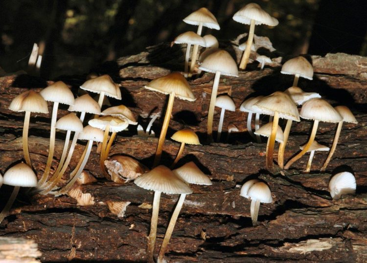 Magic Mushroom Truffles: Beginner Tips and Tricks, Guide